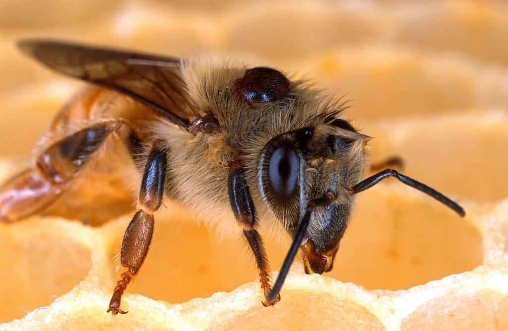 bee, honeybee, honeycomb-85576.jpg