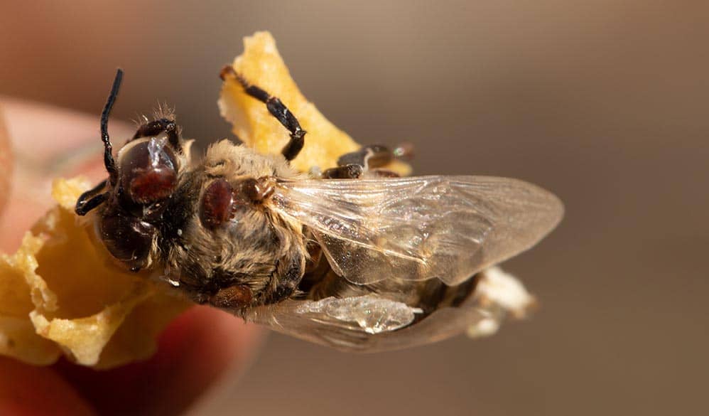 Varroa på bie, og deformert vinge